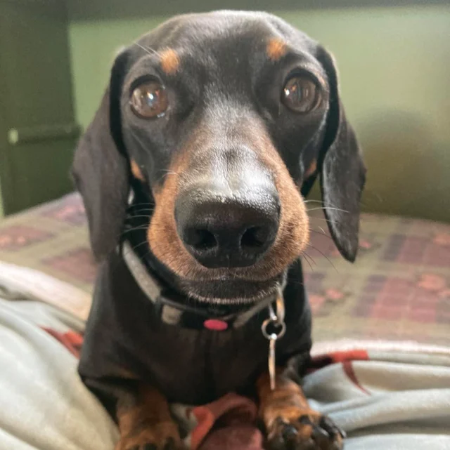 Bentley and I just want to remind everyone to be alert for the emergency test at 3pm today, or you’re in for another shocker! I don’t wish to scream out loud again like the last time it went off and it frightened the hell out of me 🤣

#bealert #3pm #emergencytest